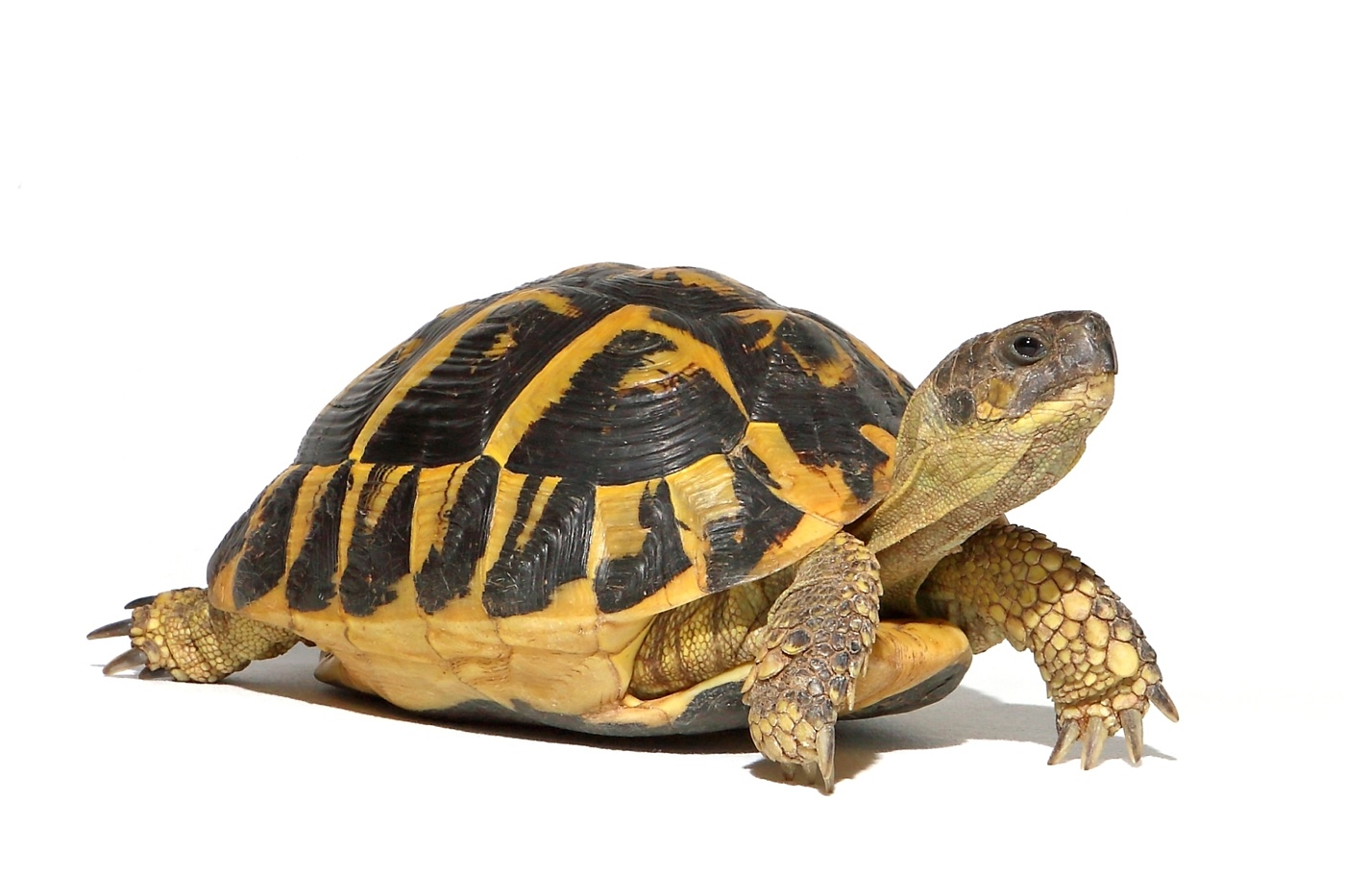 Tortoise slow moving reform