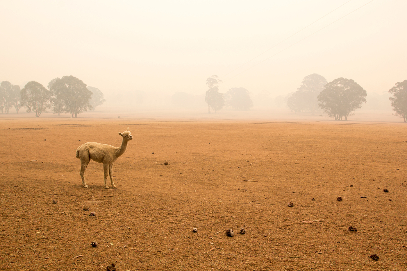 Shutterstock drought alpaca