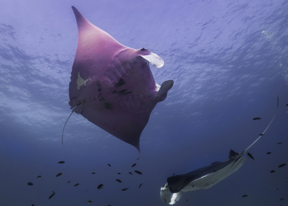 Clues to the ocean’s health ride on the wings of underwater giants