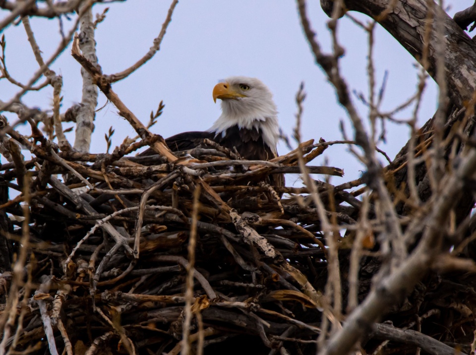 NFP legal eagles build a stronger nest for whistleblowers