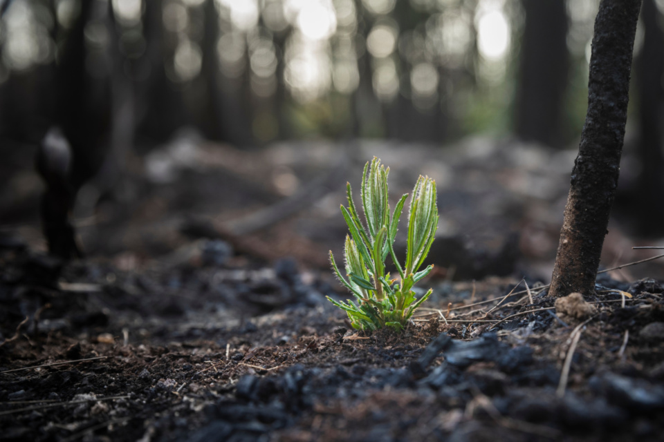 After the fires, the floods and the media, local attention turns to the long term