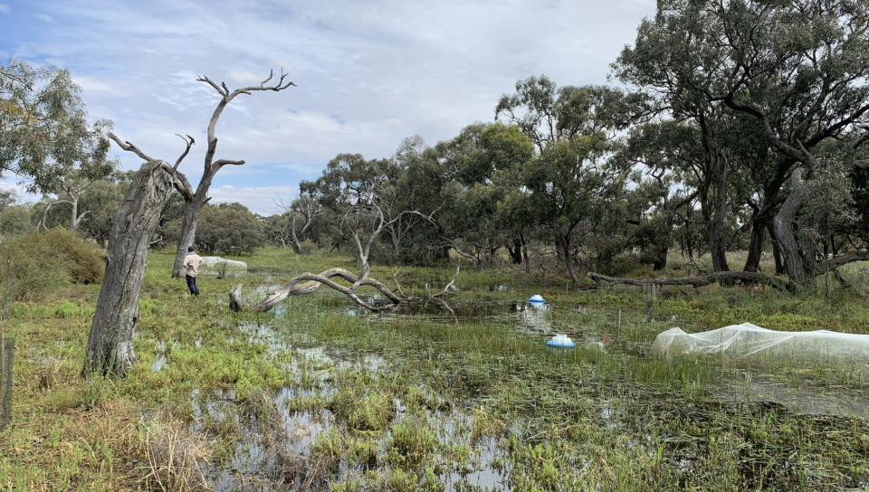 Wetlands revival slashes carbon emissions, could reduce drought severity
