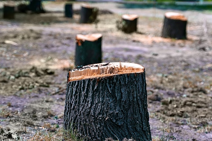 Tree stumps
