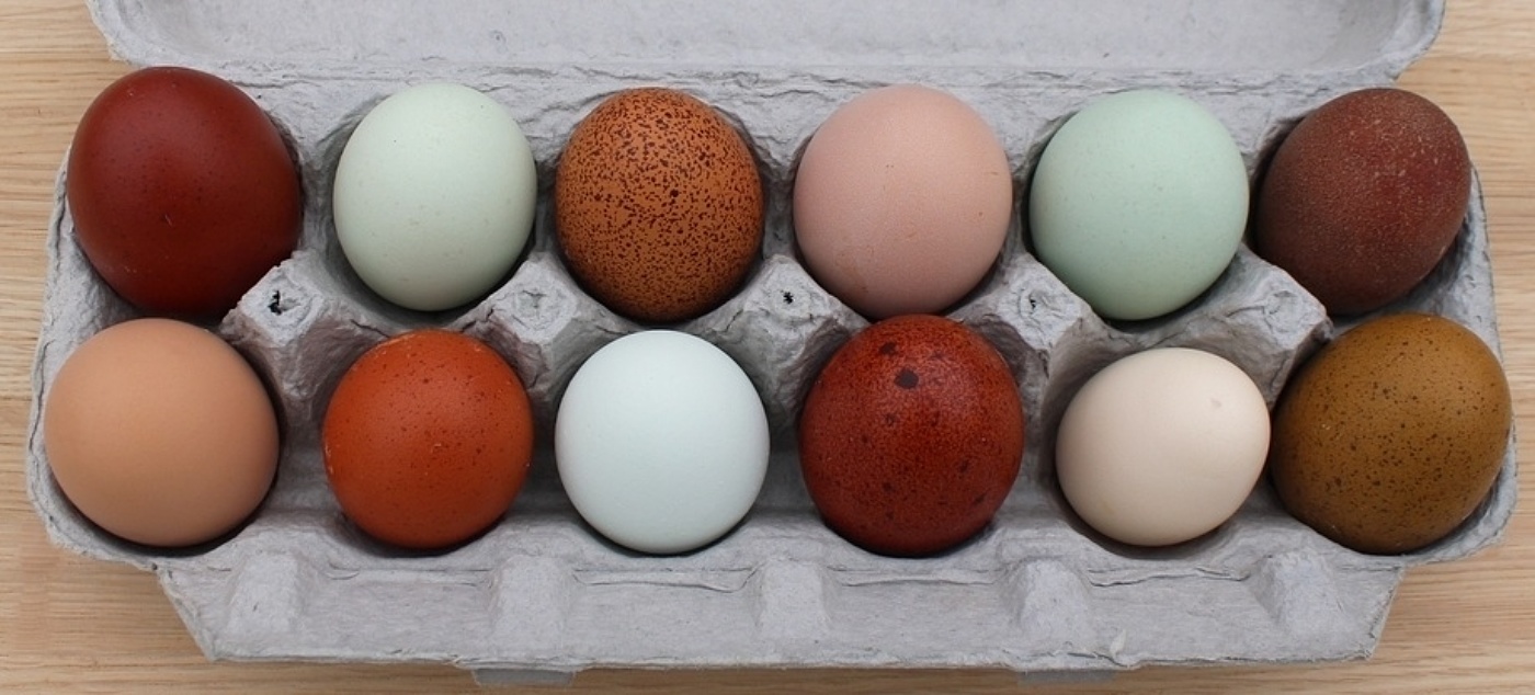 Dozen Eggs shutterstock 2424230909