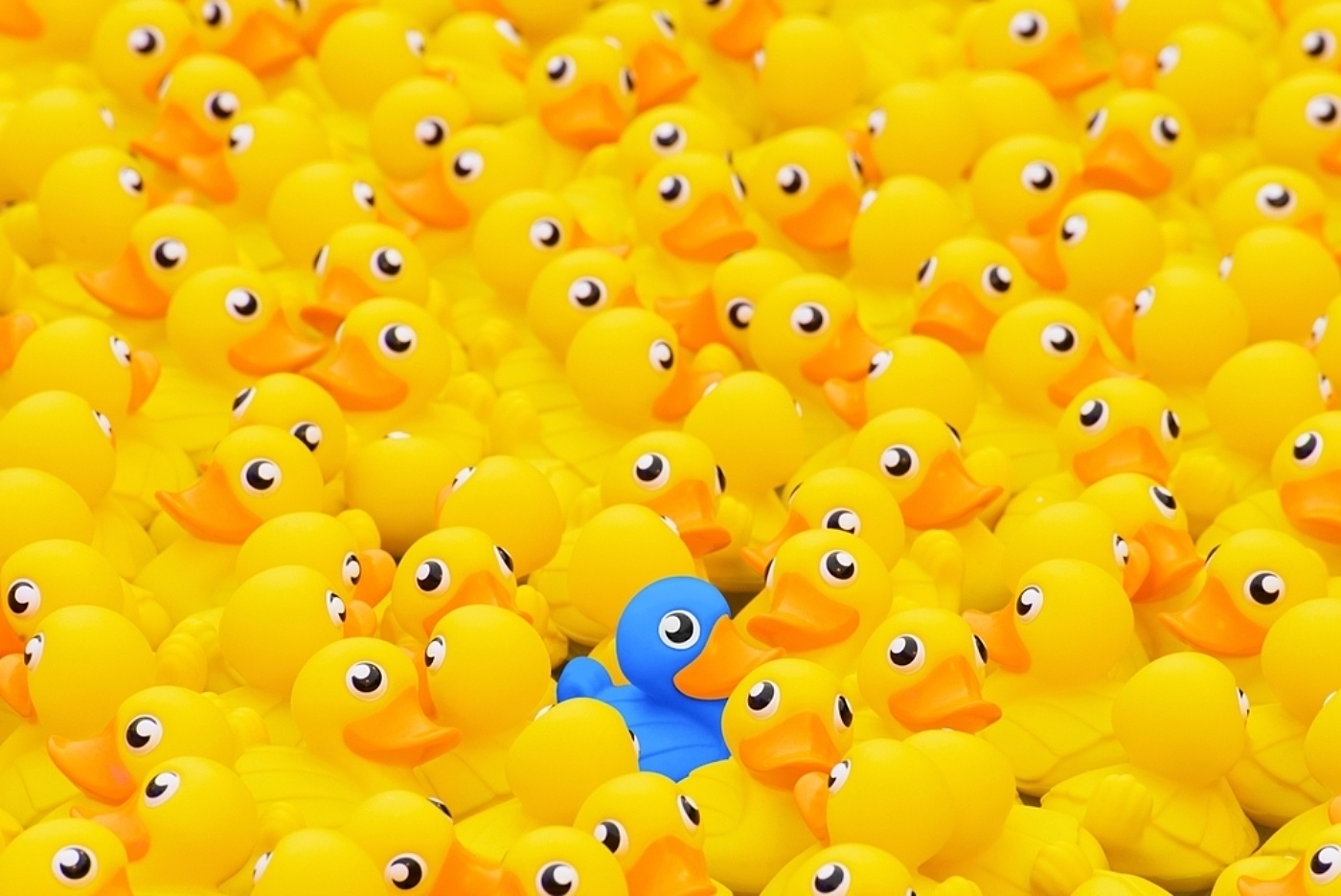 Ducks shutterstock 2313805335