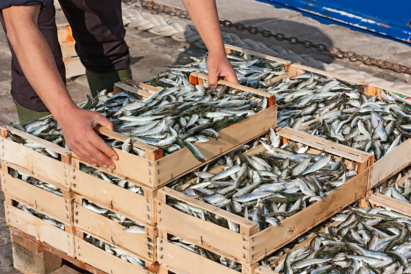 Fish docks shutterstock 126331568