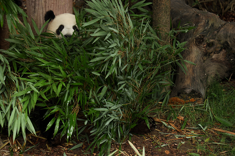 Hiding Panda shutterstock 1441721291