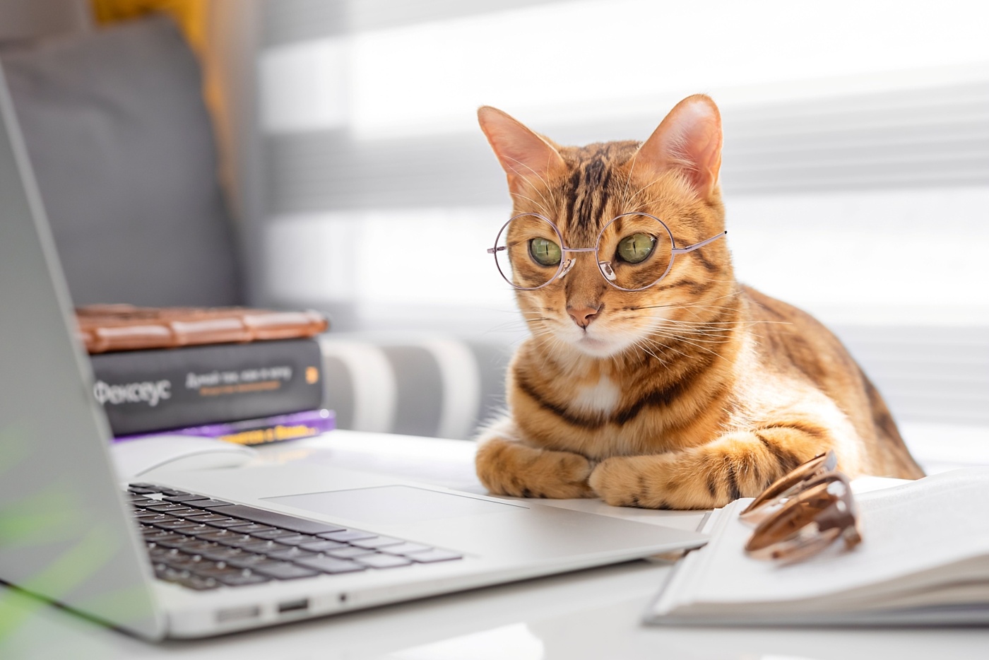 Cats workplace giving