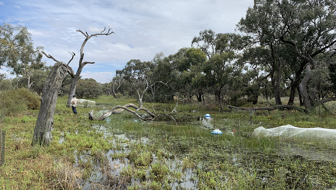 Wetlands 2