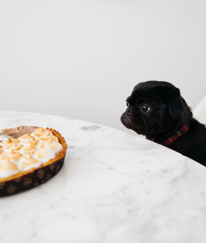 Hungry dog