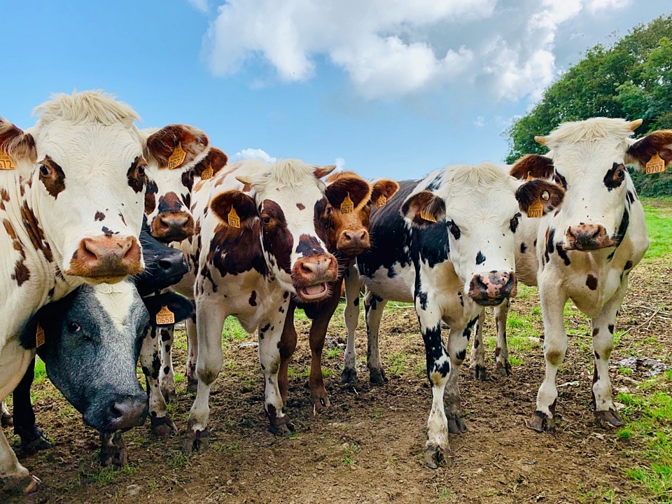 Cows