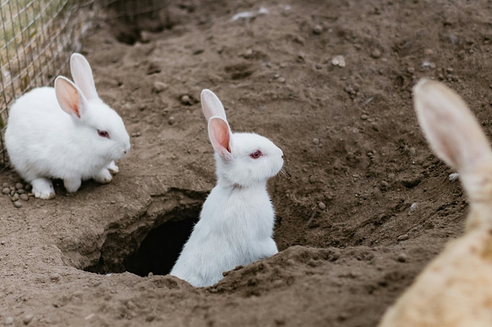 Rabbits