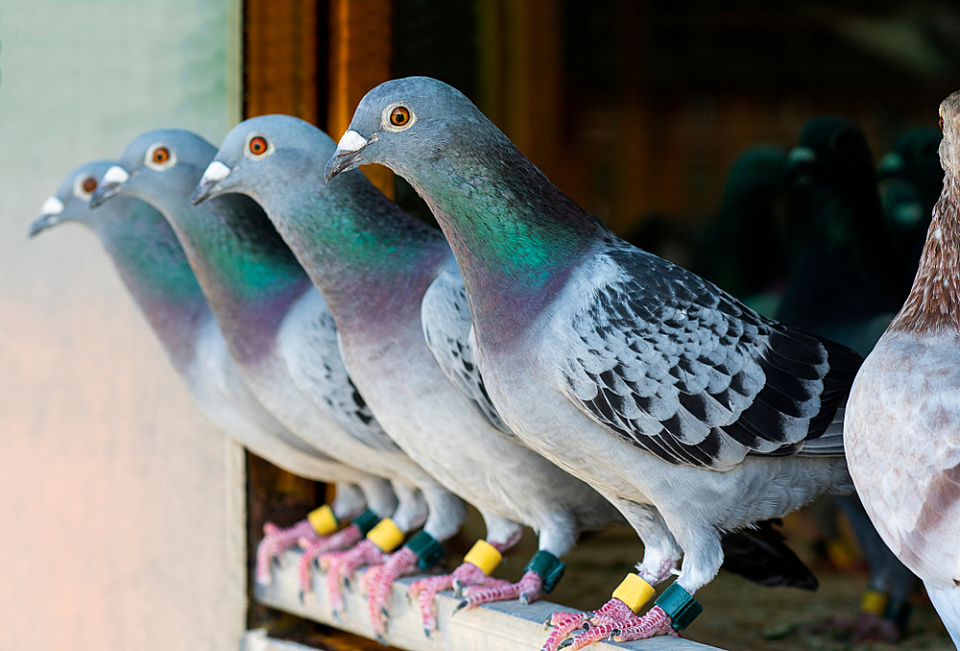 Lax record-keeping puts the cat among the pigeons