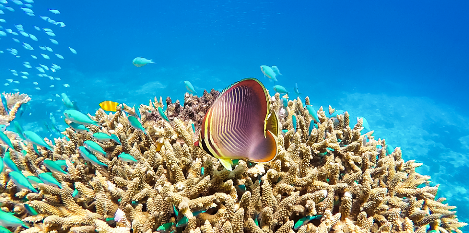Reef grant is hardly gold standard