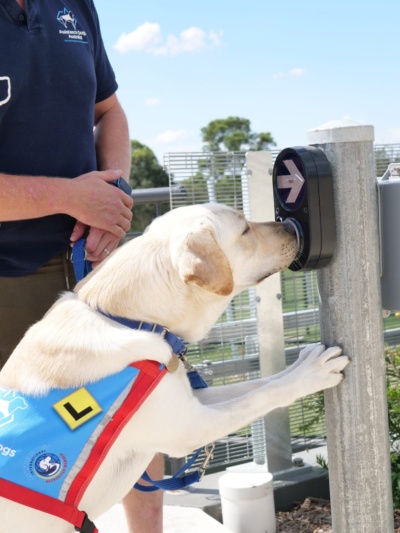 Assistance dog
